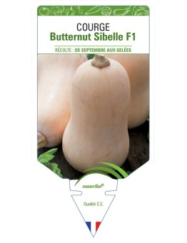 COURGE BUTTERNUT SIBELLE F1