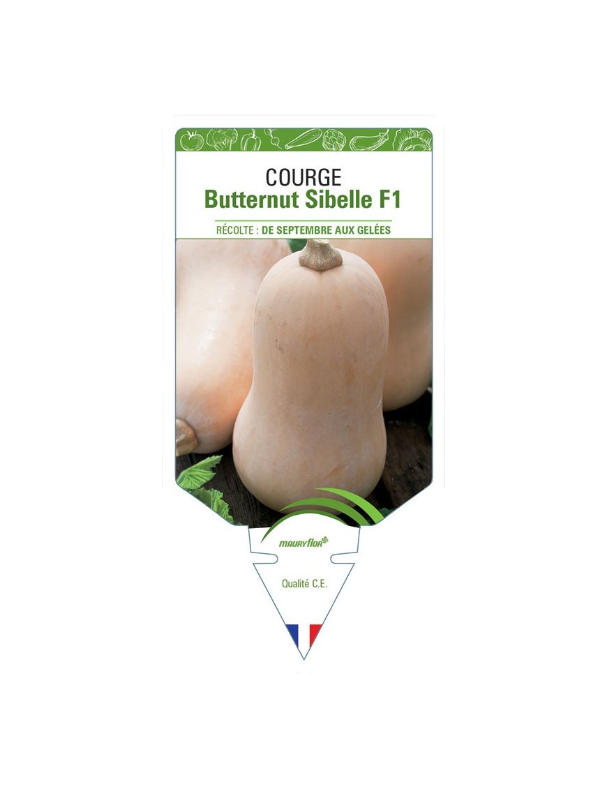 COURGE BUTTERNUT SIBELLE F1