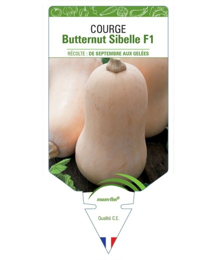 COURGE BUTTERNUT SIBELLE F1