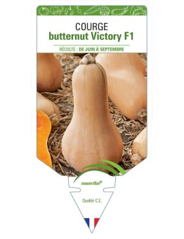 COURGE BUTTERNUT VICTORY F1