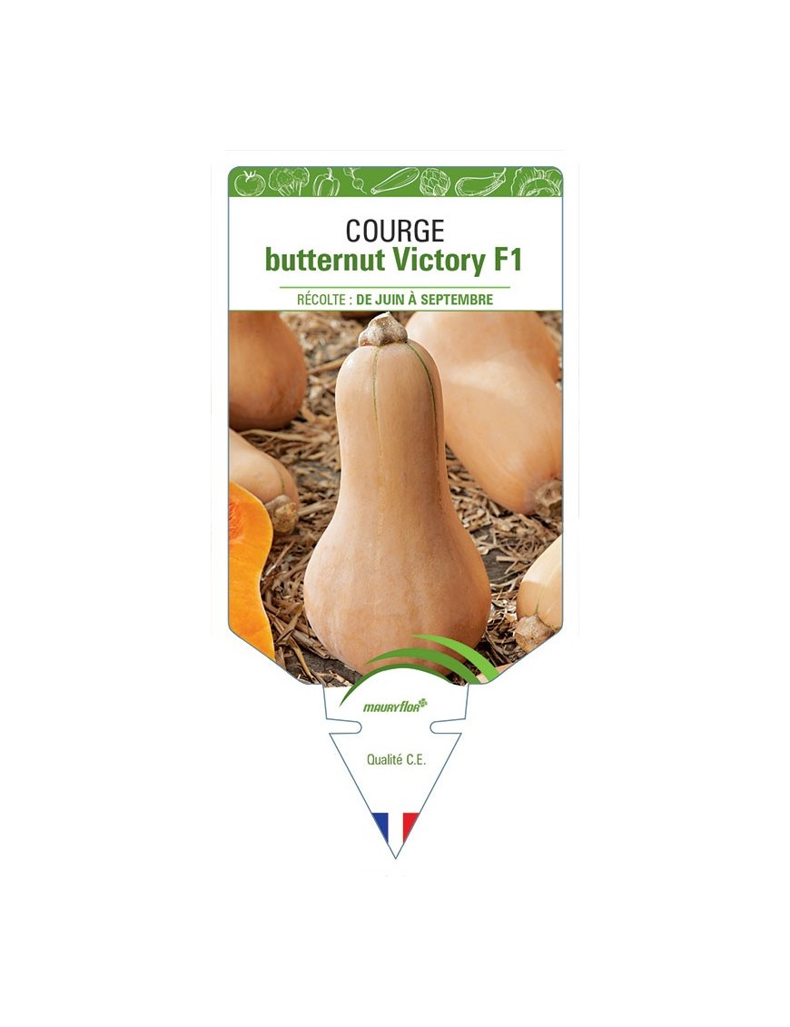 COURGE BUTTERNUT VICTORY F1