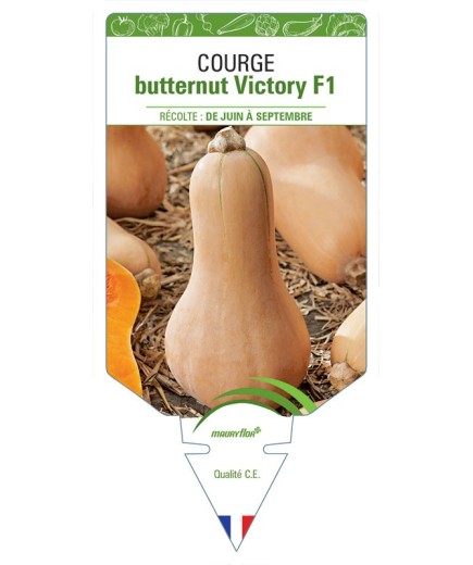 COURGE BUTTERNUT VICTORY F1