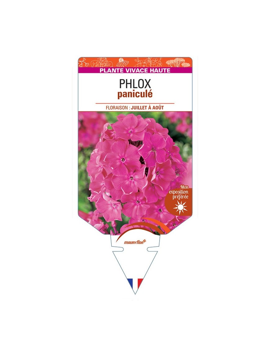 PHLOX paniculata (rose vif) *
