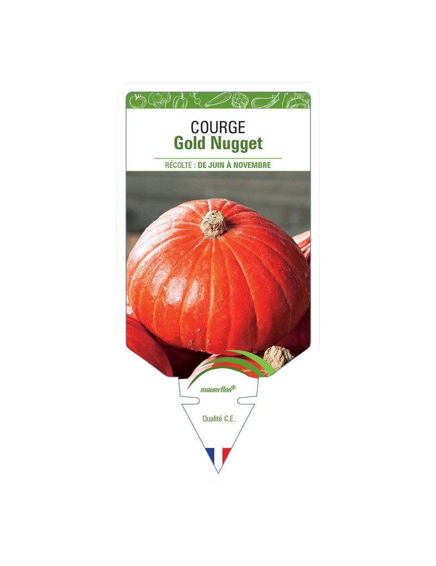 COURGE GOLD NUGGET