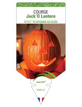 COURGE JACK'O LANTERN