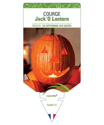 COURGE JACK'O LANTERN