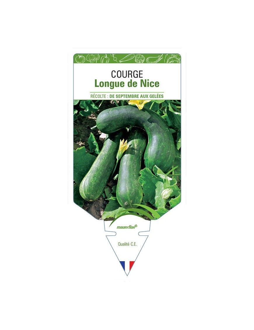 COURGE LONGUE DE NICE
