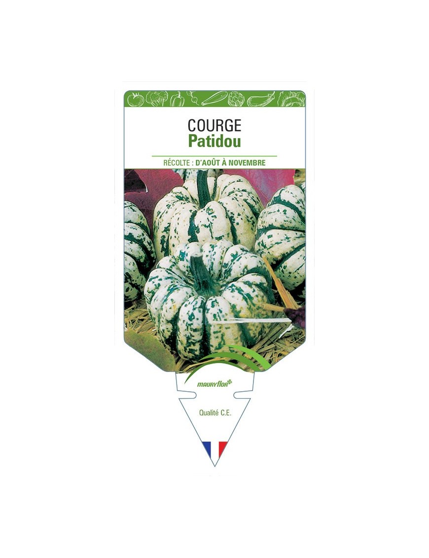 COURGE PATIDOU