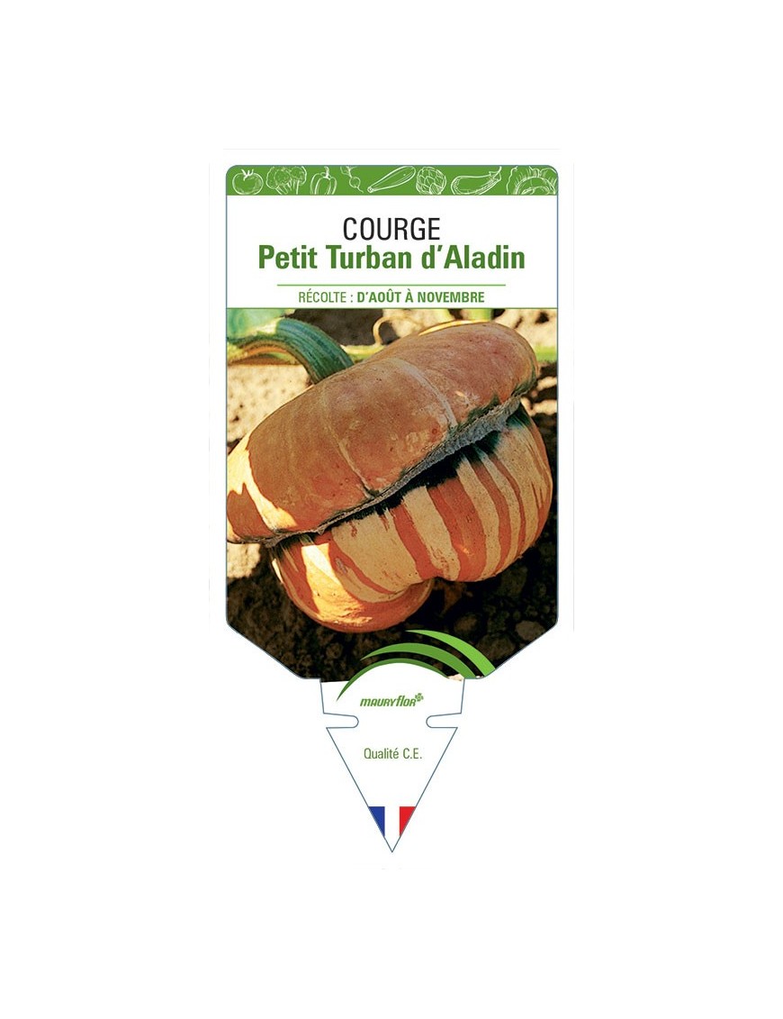 COURGE PETIT TURBAN D'ALADIN