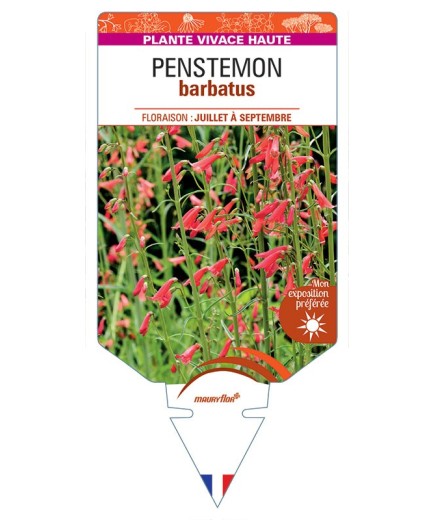 PENSTEMON barbatus (rouge) *