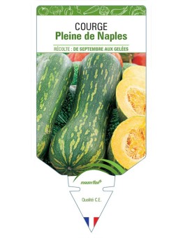 COURGE PLEINE DE NAPLES
