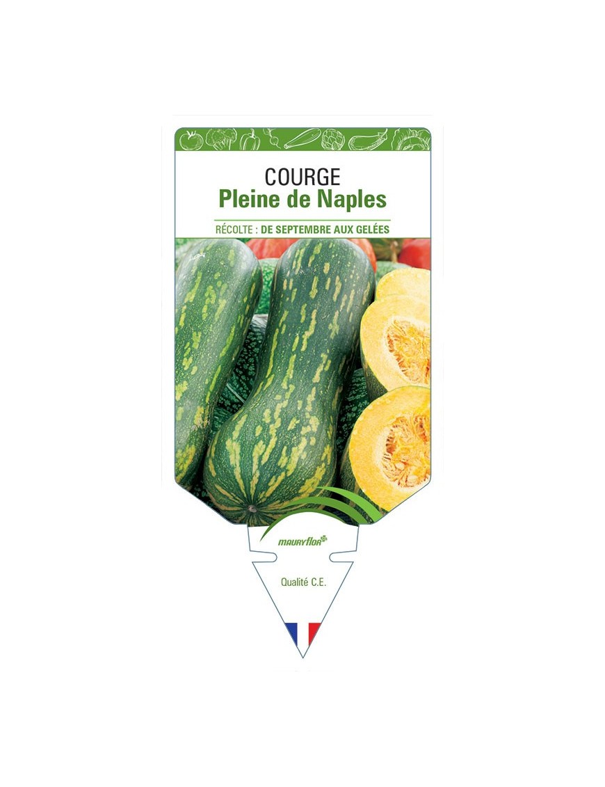 COURGE PLEINE DE NAPLES