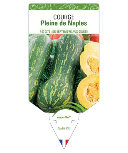 COURGE PLEINE DE NAPLES