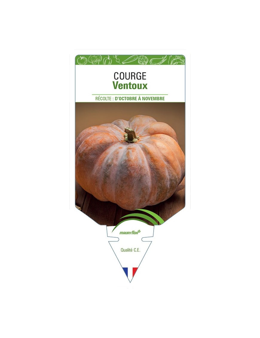 COURGE VENTOUX