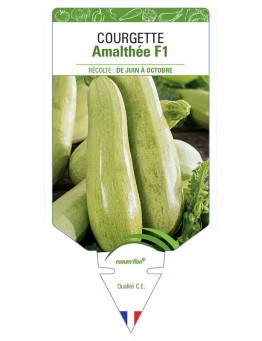 COURGETTE AMALTHÉE F1