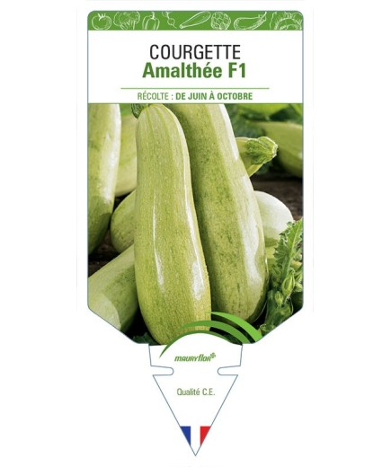 COURGETTE AMALTHÉE F1