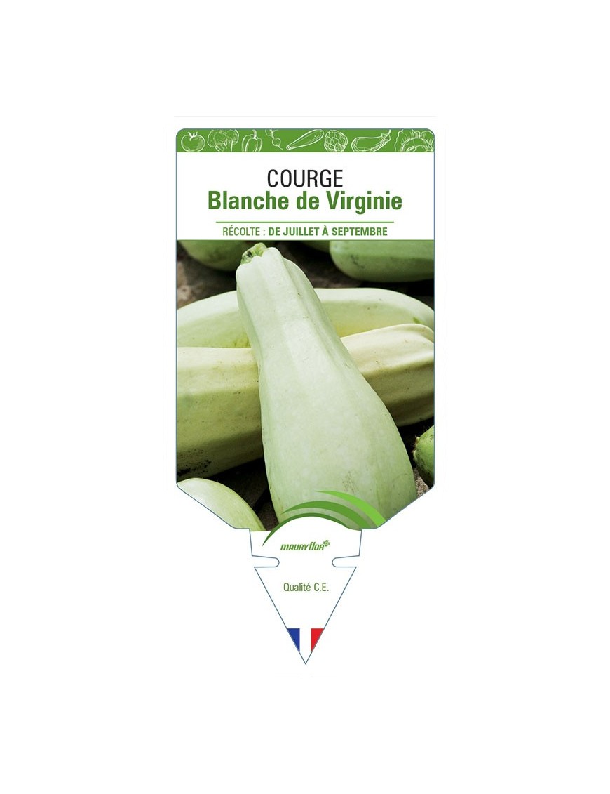 COURGETTE BLANCHE DE VIRGINIE