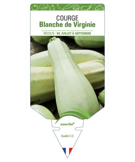 COURGETTE BLANCHE DE VIRGINIE