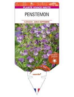 PENSTEMON (violet coeur blanc) *