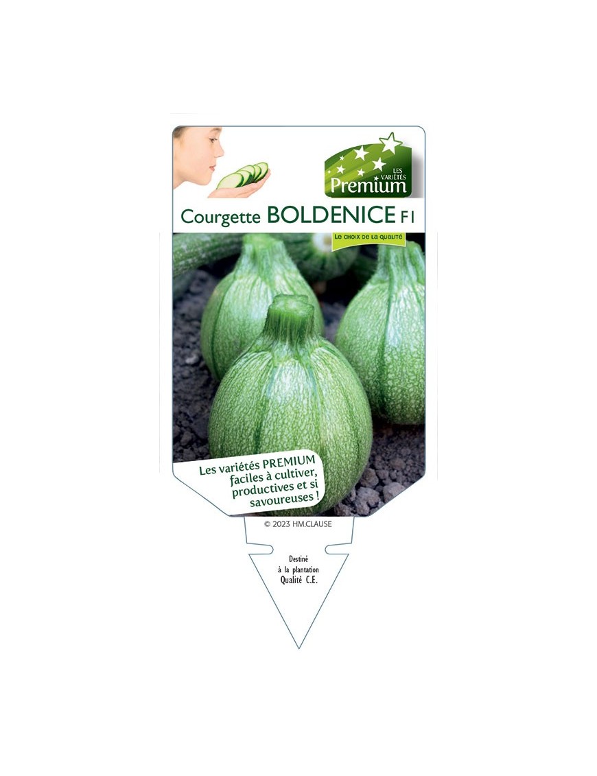 COURGETTE BOLDENICE F1