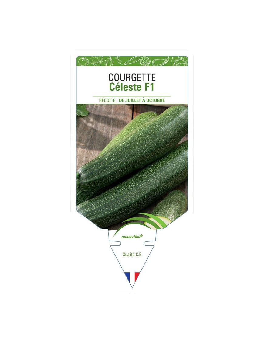 COURGETTE CÉLESTE F1