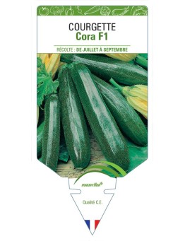 COURGETTE CORA F1