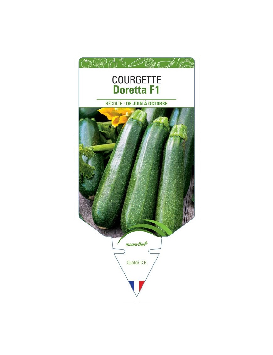COURGETTE DORETTA F1