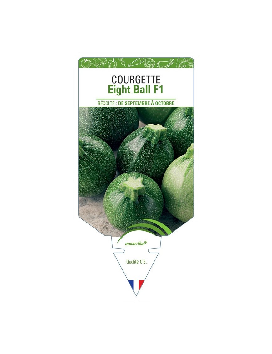 COURGETTE EIGHT BALL F1