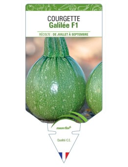 COURGETTE GALILÉE F1