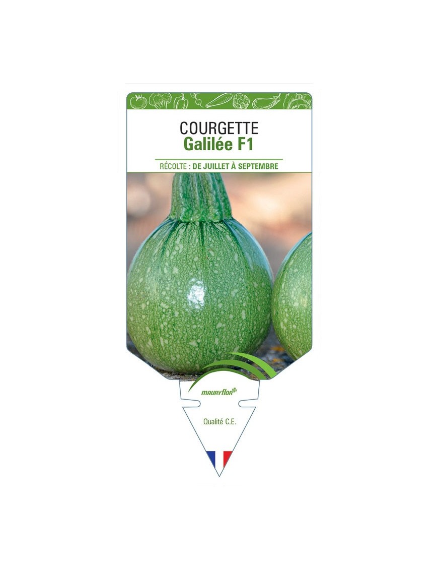 COURGETTE GALILÉE F1