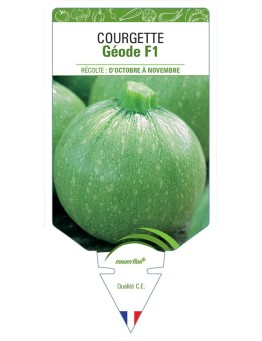 COURGETTE GÉODE F1