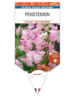 PENSTEMON (rose coeur blanc) *