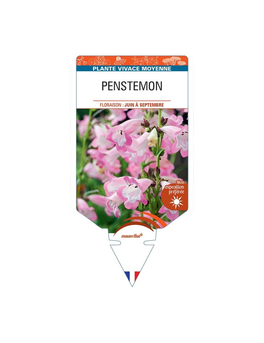 PENSTEMON (rose coeur blanc) *