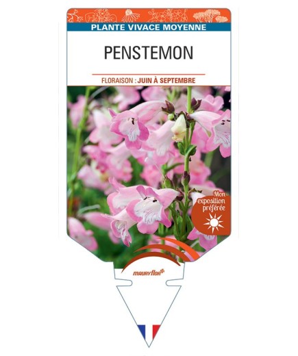 PENSTEMON (rose coeur blanc) *
