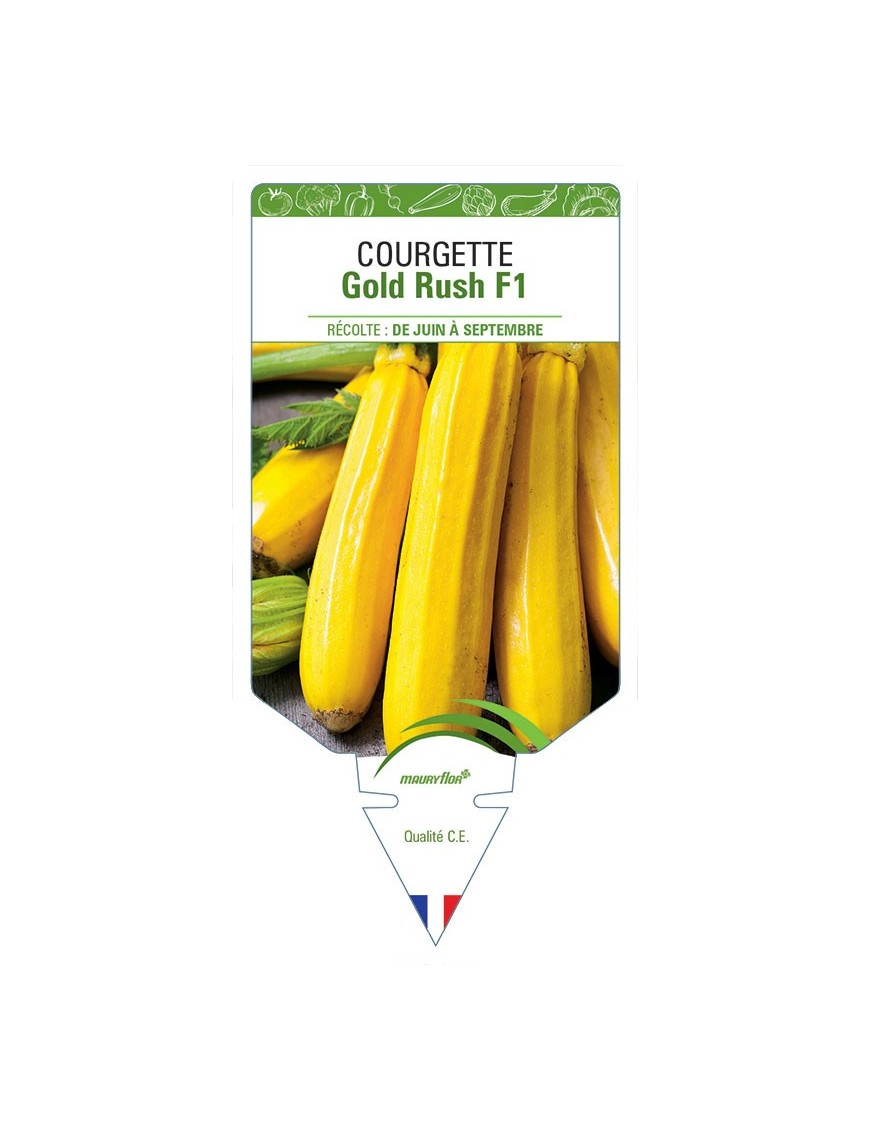 COURGETTE GOLD RUSH F1