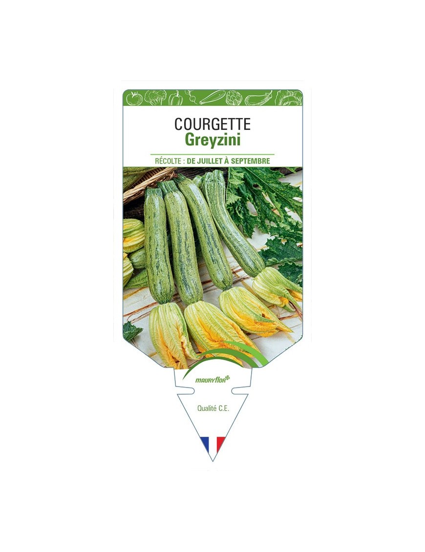 COURGETTE GREYZINI