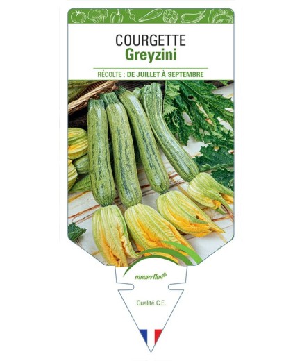 COURGETTE GREYZINI