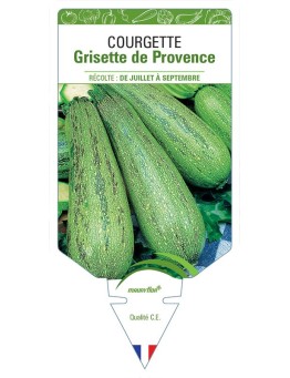 COURGETTE GRISETTE DE PROVENCE