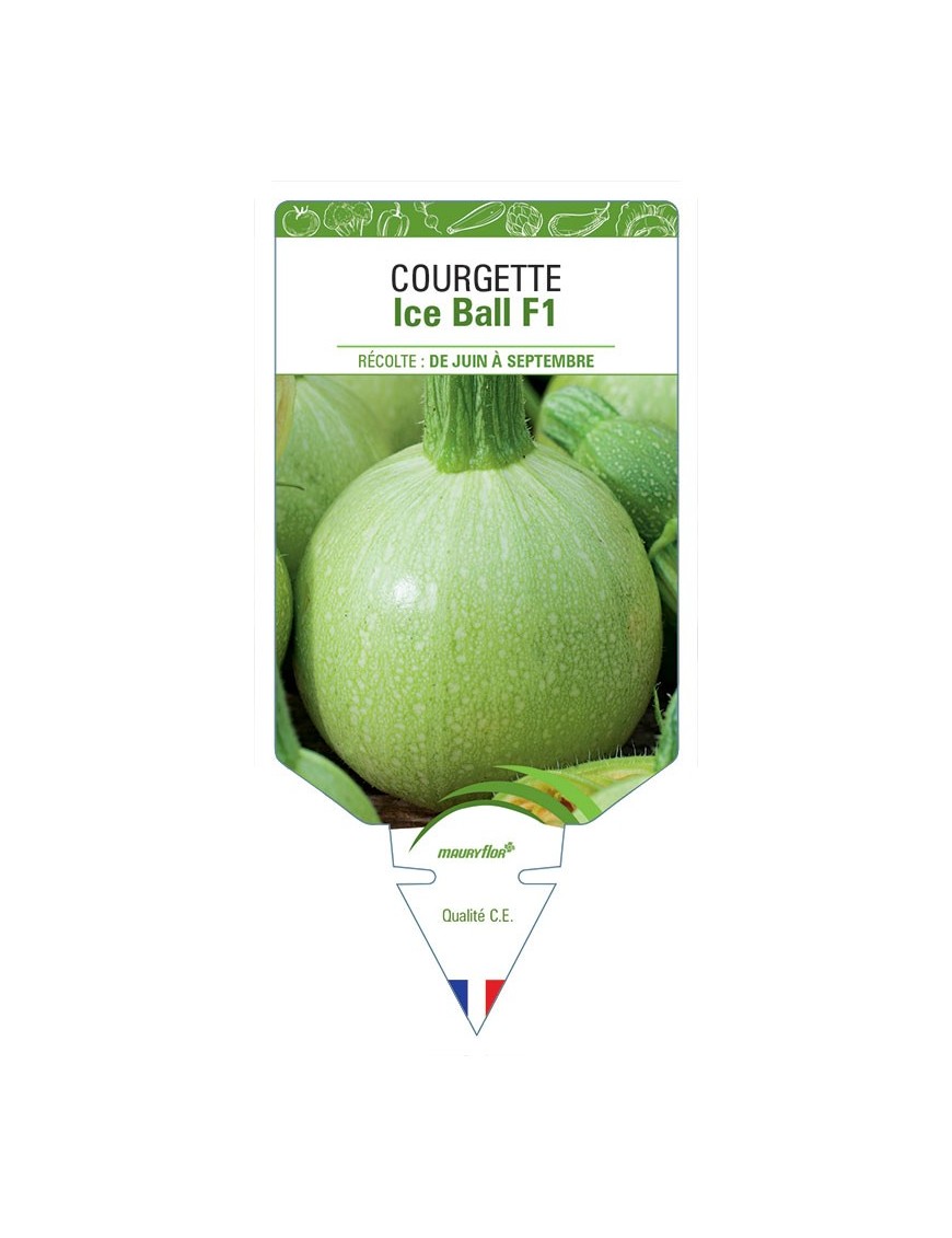 COURGETTE ICE BALL F1