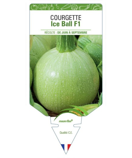 COURGETTE ICE BALL F1