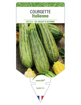 COURGETTE ITALIENNE