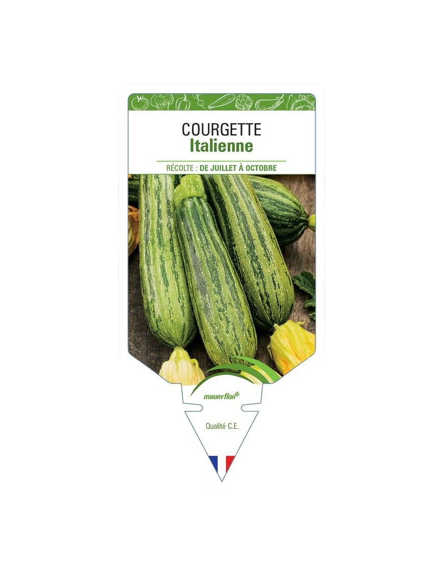COURGETTE ITALIENNE