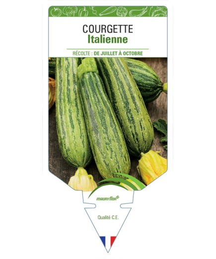 COURGETTE ITALIENNE