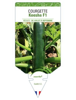 COURGETTE KEESHA F1