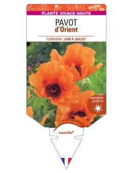PAVOT D'ORIENT (orange) *