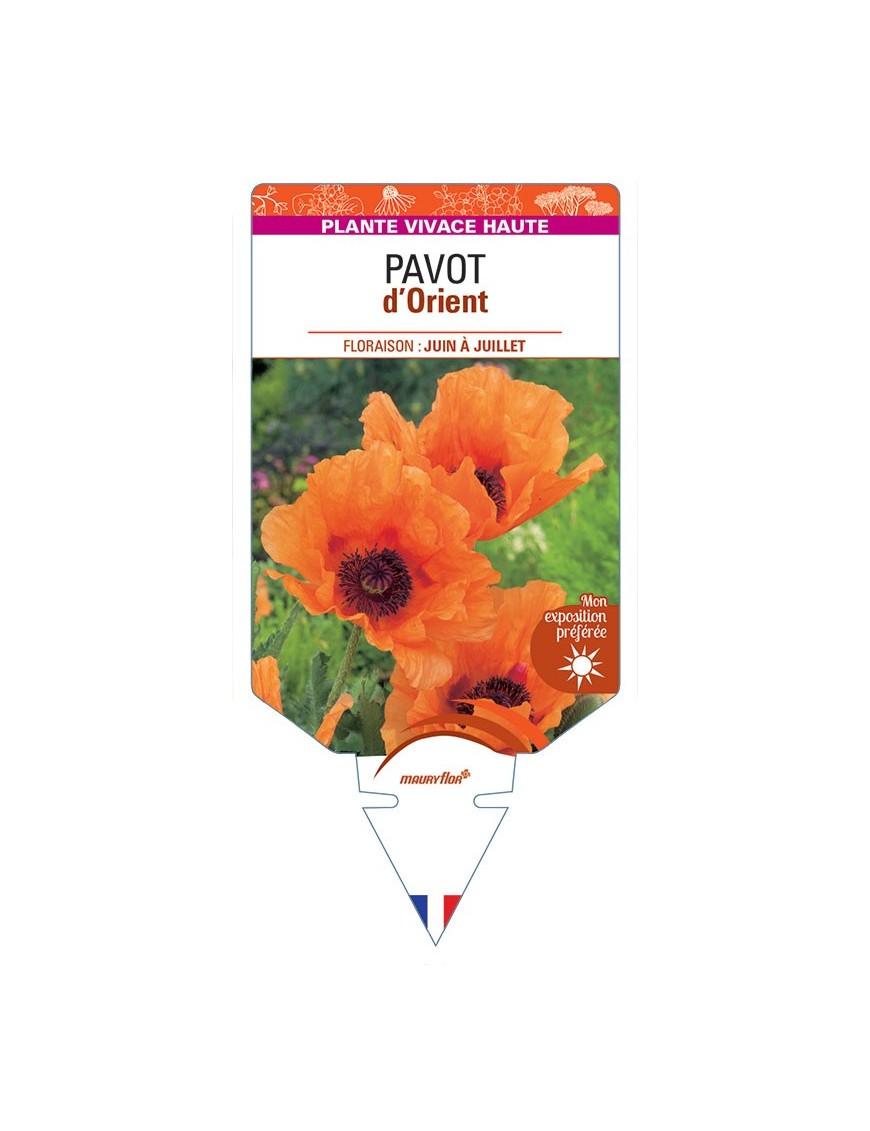 PAVOT D'ORIENT (orange) *