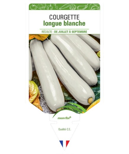 COURGETTE LONGUE BLANCHE