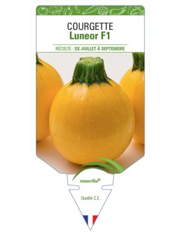 COURGETTE LUNEOR F1
