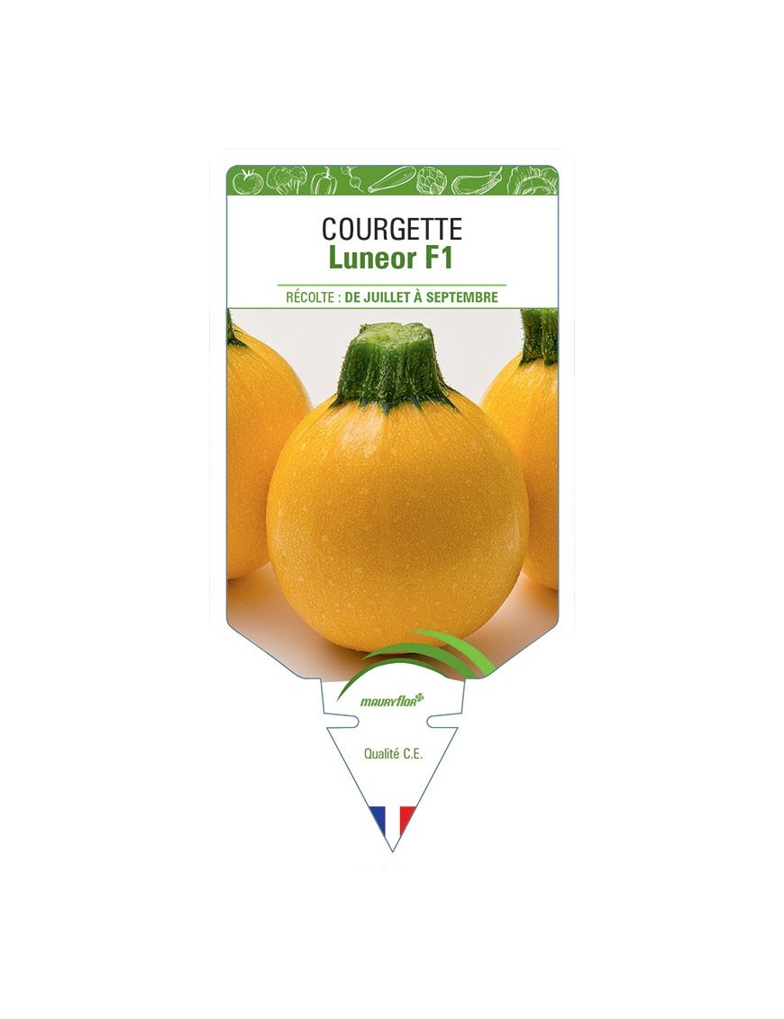 COURGETTE LUNEOR F1