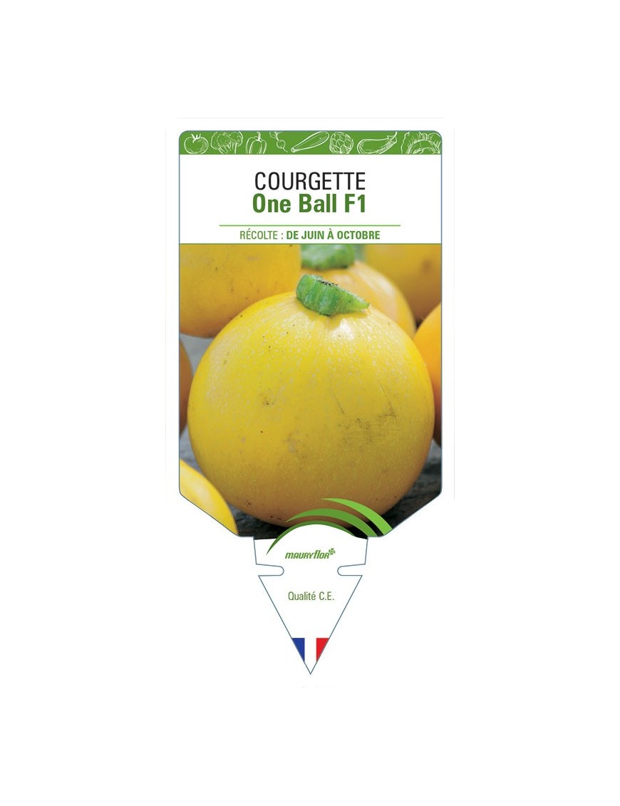 COURGETTE ONE BALL F1